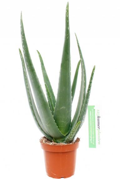 Plante Aloe vera 