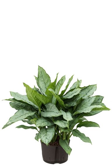 Aglaonema freedman hydrocultuur plant