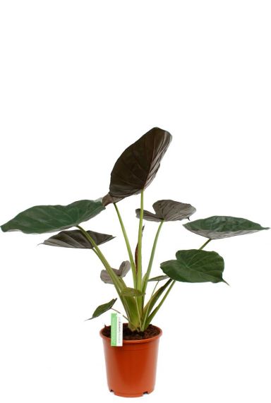 Alocasia Wentii kopen bij 123planten