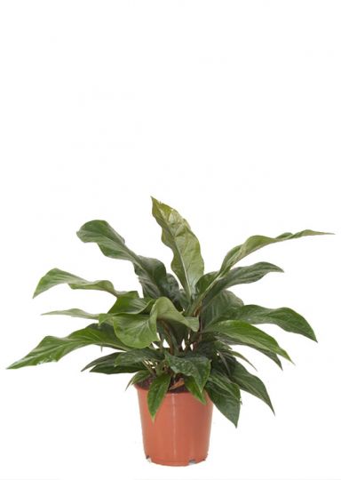 Anthurium Antingo kamerplant