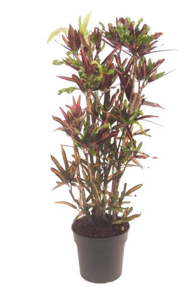Croton variegatum mammi