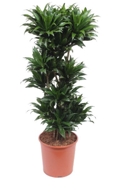 Dracaena compacta planten 3