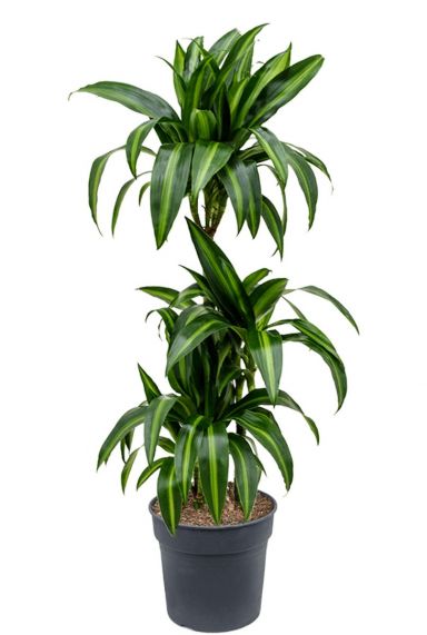 Dracaena hawaiian sunshine plant 1