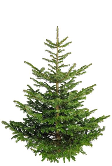 Echte-kerstboom-nordmann-online-kopen-123planten-