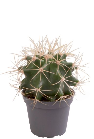 Ferocactus glaucescens cactus