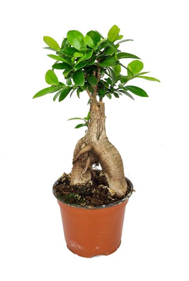 Ficus-ginseng-kopen
