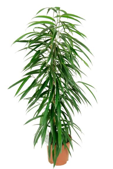 Ficus alii kamerplant 1