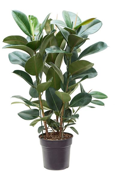 Ficus elastica robusta 2