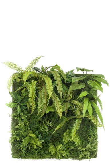 Groene muur planten