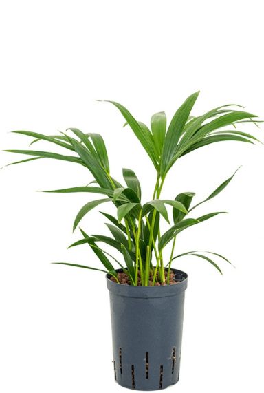 Kentia plant hydrocultuur