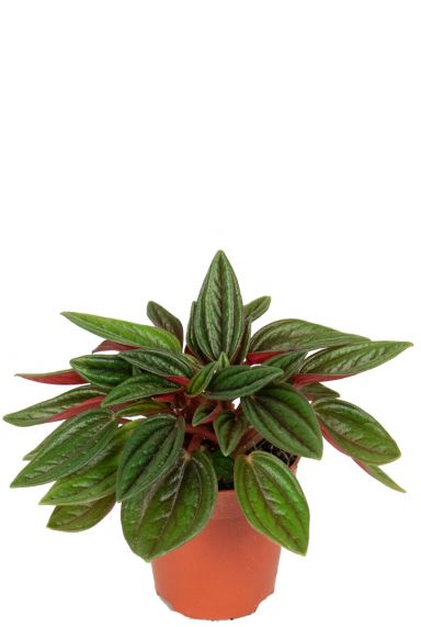 Peperomia rosso plant