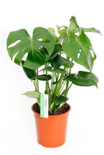 Philodendron-monstera-deliciosa-gatenplant 1  3