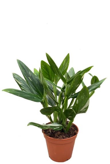 Philodendron cobra kamerplant 1