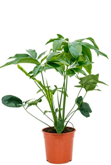Philodendron green wonder plant-