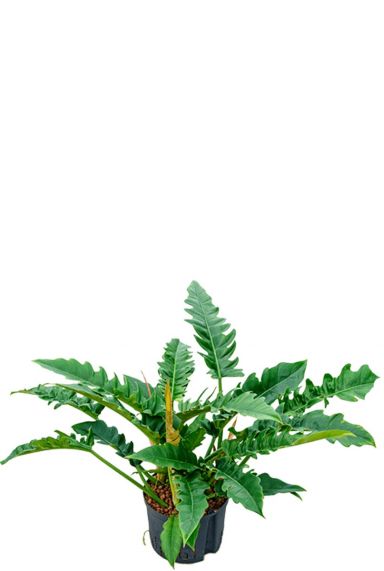 Philodendron narrow hydroplant