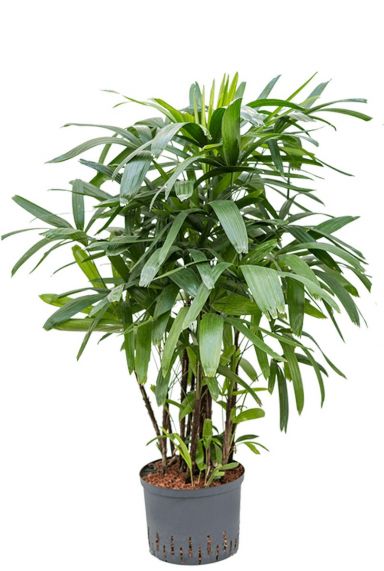 Rhapis excelsa hydrocultuur plant