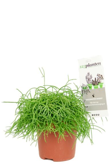 Rhipsalis cashero groene kamerplant