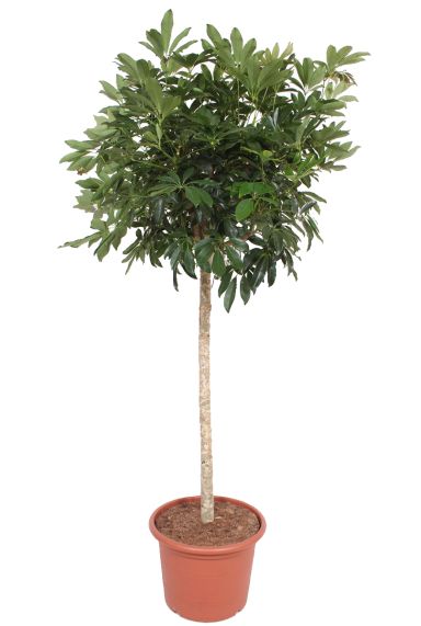 Schefflera arboricola groot