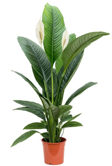 Spathiphyllum sensation planten