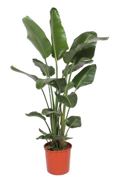Strelitzia-grande-plante-d-interieur