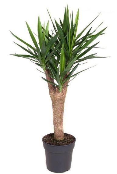Yucca kamerplant palm 1