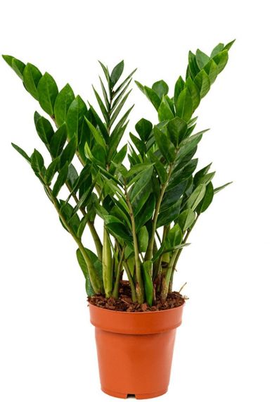 Zamioculcas zamiifolia plante d interieur