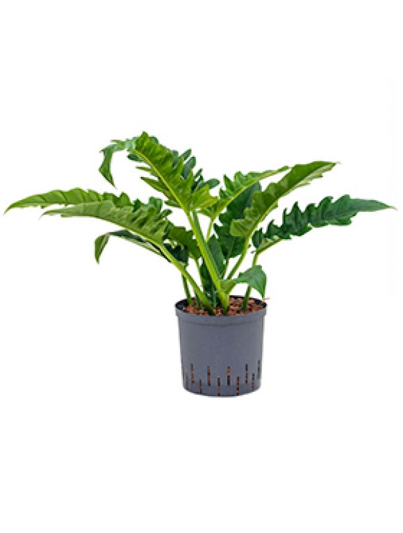 Philodendron narrow