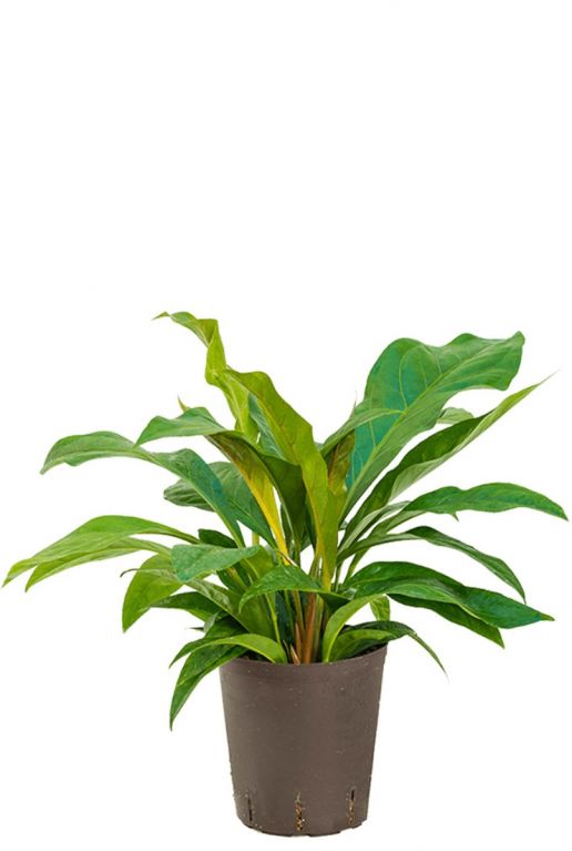 Anthurium jungle bush hydrocultuur plant