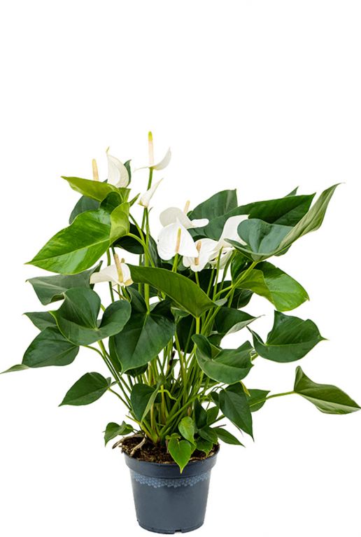 Anthurium sierra white