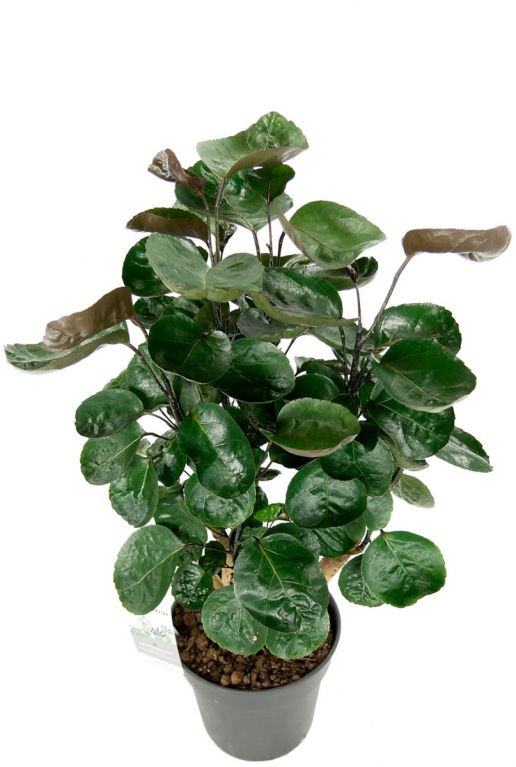 Aralia fabian plant