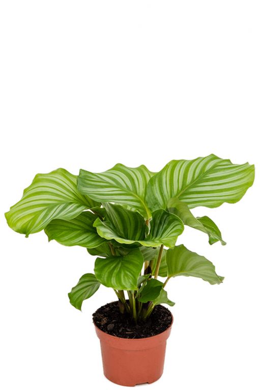 Plante Calathea orbifolia 