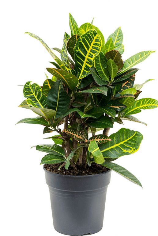 Croton-variegatum-petra