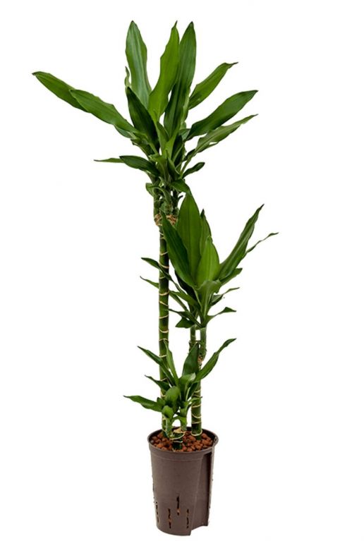 Dracaena janet lind hydro plant