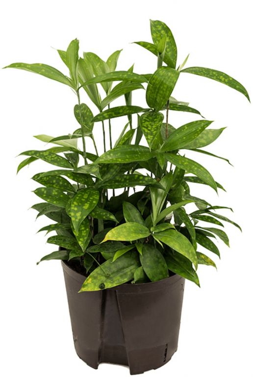 Dracaena surculosa hydrocultuur plant