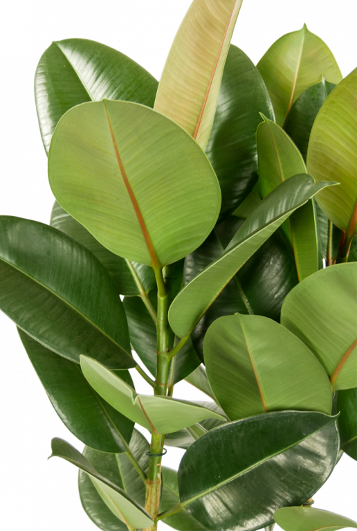 Ficus-robusta-kamerplant-online-kopen-closeup