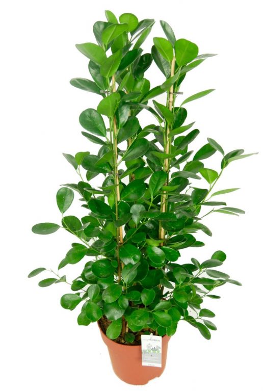 Ficus groene plant