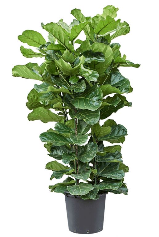 Ficus lyrata tabaksplanten