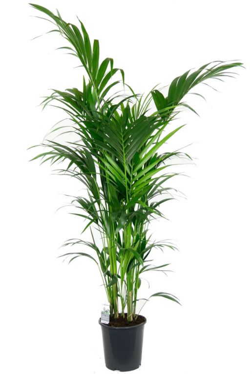 Grand et beau palmier kentia plante d´intérieur 2