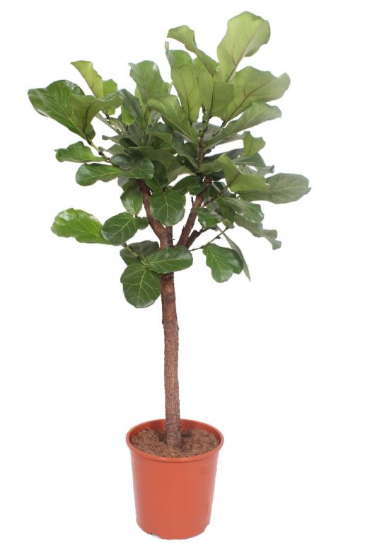 Grote ficus lyrata plant 1