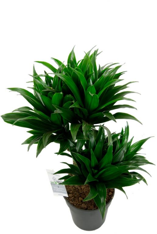 Kleine groene dracaena plant