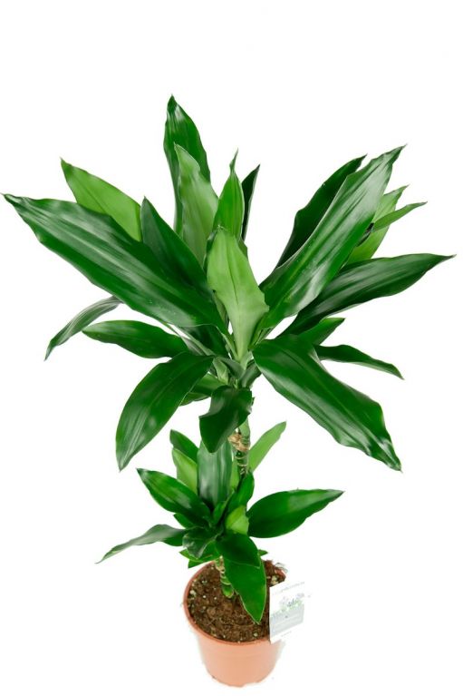 Kleine kamerplant dracaena