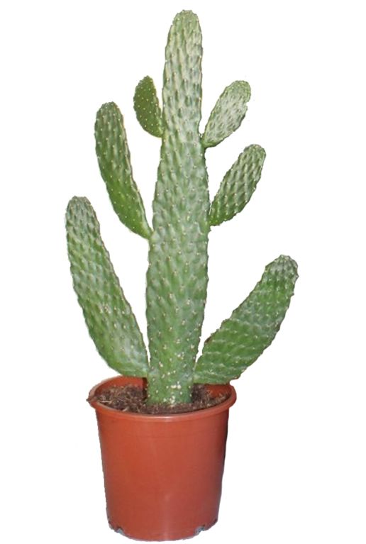 Opuntia consolea cactus 4