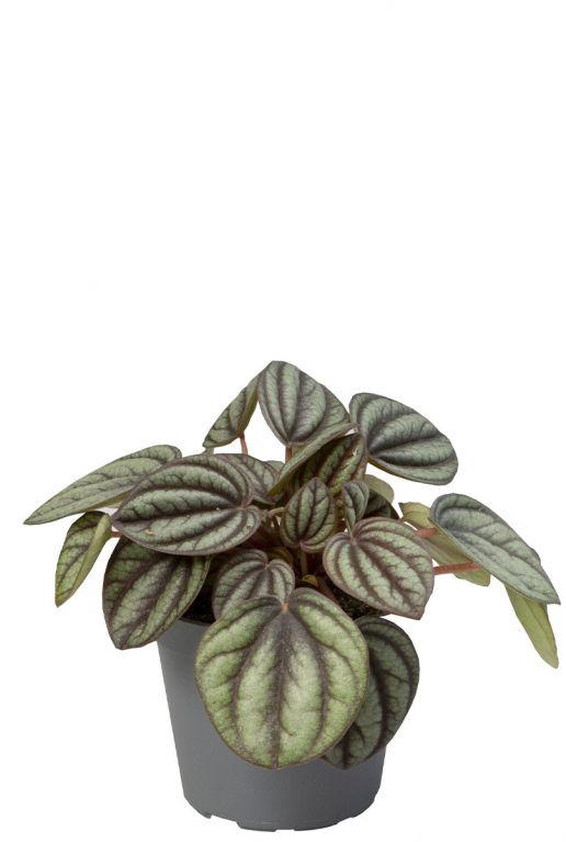 Peperomia piccolo banda plant
