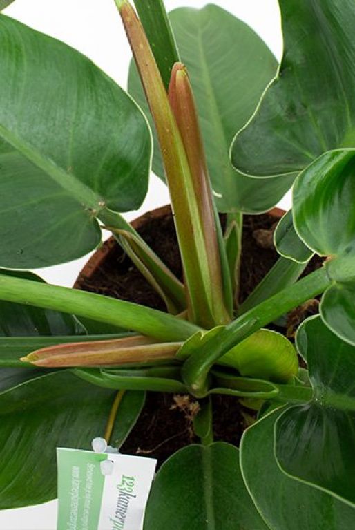 philodendron tiges impériales