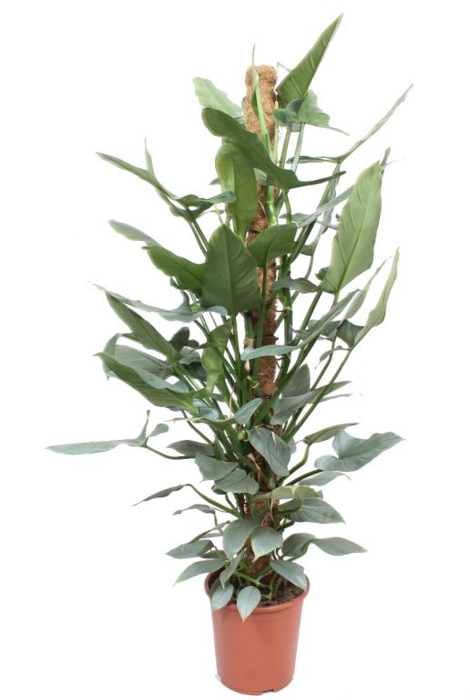 Philodendron hastatum 1