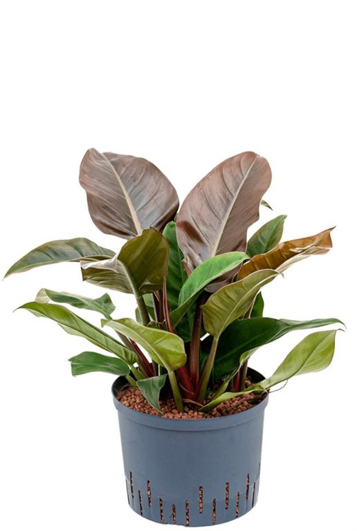 Philodendron imperial red hydrocultuur 1