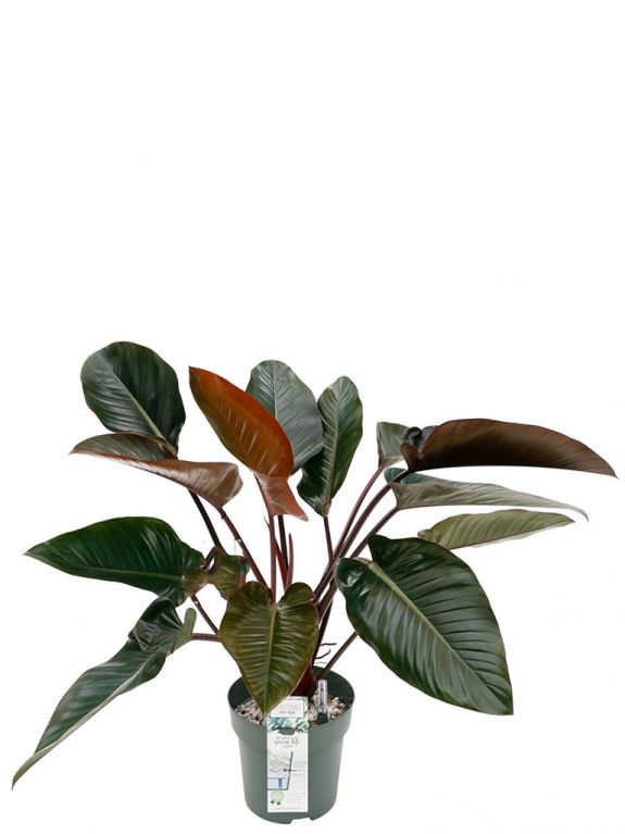Philodendron red beauty kamerplant