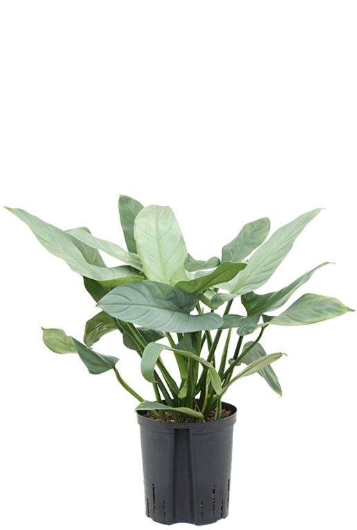 Philodendron silver queen hydro