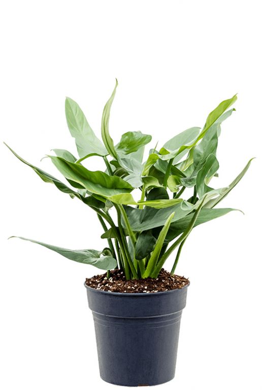 Philodendron silver queen plant