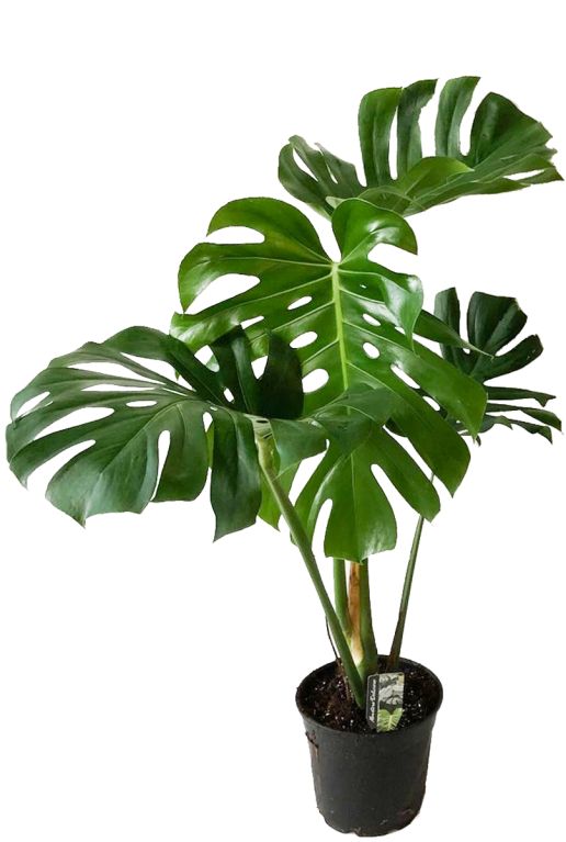 Plant philodendron monstera 2